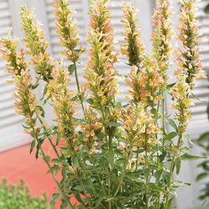 Agastache 'Nectar™ Apricot'
