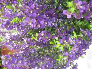 Angelonia 'Serenita™ Blue'