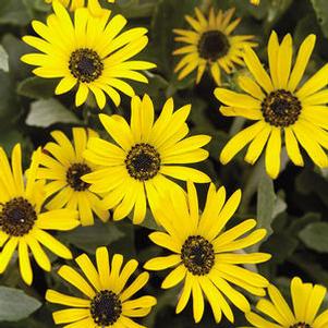 Arctotis 'Ravers® Bumble Bee™'