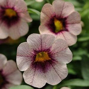Calibrachoa 'MiniFamous™ Purple Sand'