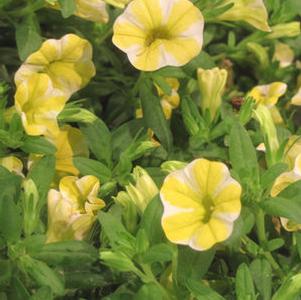 Calibrachoa 'Superbells® Lemon Slice®' Calibrachoa 'Superbells® Lemon Slice®'
