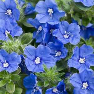 Evolvulus 'Blue My Mind™' Evolvulus 'Blue My Mind™'