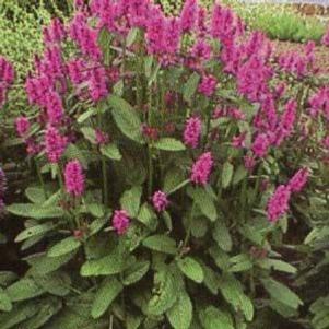 Stachys monnierei 'Hummelo'