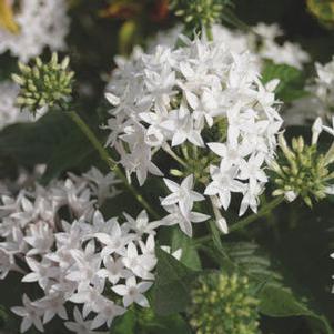 Pentas 'Butterfly White' Pentas 'Butterfly White'