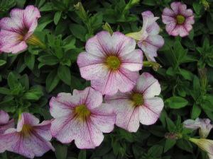 Petchoa 'Supercal® Artist Rose'