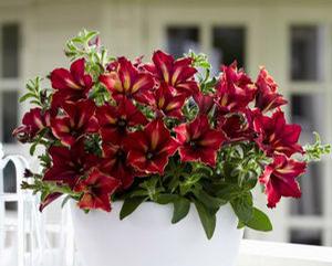Petunia 'Crazytunia Mandevilla'