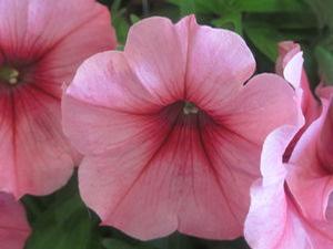 Petunia 'Potunia® Plus Strawberry Ice'