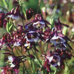 Aquilegia vulgaris 'William Guiness'