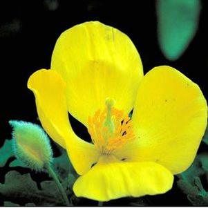 Stylophorum diphyllum