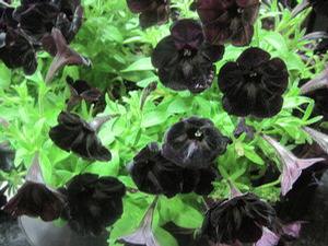 Petunia 'Surprise Midnight Cowboy'