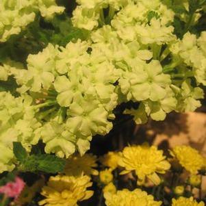 Verbena 'Lanai® Compact Lime Green' Verbena 'Lanai® Compact Lime Green'