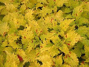 Coleus 'Pineapplette'