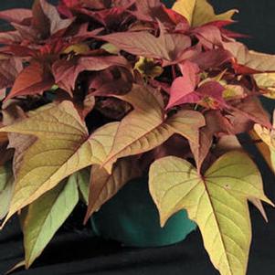 Ipomoea b. 'Bright Ideas Rusty' Ipomoea b. 'Bright Ideas Rusty'