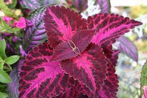 Coleus 'Grape Expectations' Coleus 'Grape Expectations'