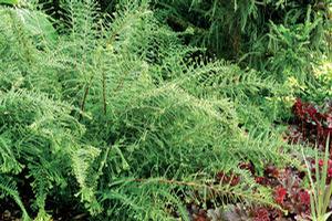 Athyrium 'Ocean's Fury'
