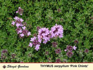 Thymus serphyllum 'Pink Chintz'