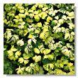 Aquilegia vulgaris 'Woodside variegata'