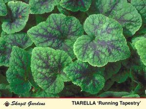 Tiarella cordifolia 'Running Tapestry'
