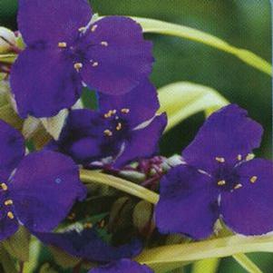 Tradescantia  'Sweet Kate'