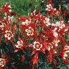 Aquilegia x caerulea 'Red Hobbit'