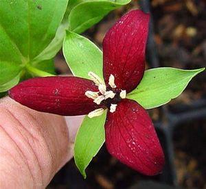 Trillium erectum red Trillium erectum red