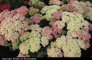 Achillea millifolium 'Tutti Frutti Pineapple Mango'