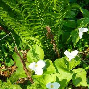 Trillium grandiflorum Trillium grandiflorum