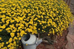 Anthemis tinctoria 'Charme'