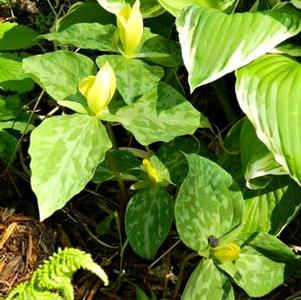 Trillium luteum Trillium luteum