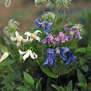 Clematis integrifolia 'Mongolian Bells' Clematis integrifolia 'Mongolian Bells'