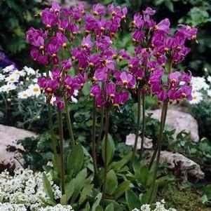 Dodecatheon meadia 'Aphrodite' Dodecatheon meadia 'Aphrodite'