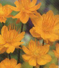 Trollius x cultorum 'Earliest of All'