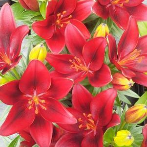 Lilium 'Tiny Rocket' Lilium 'Tiny Rocket'
