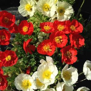 Papaver nudicaule 'Spring Fever™ Mix' Papaver nudicaule 'Spring Fever™ Mix'