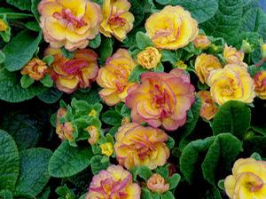 Primula vulgaris 'Belarina® Nectarine'
