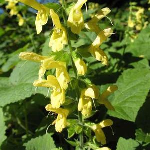 Salvia koyamae Salvia koyamae