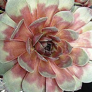 Sempervivum 'Silver King' Sempervivum 'Silver King'