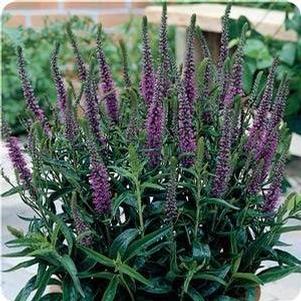 Veronica spicata 'Purpleicious' Veronica spicata 'Purpleicious'