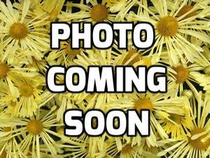 Erythronium albidum Erythronium albidum