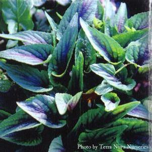 Viola  'Mars'