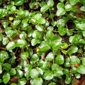 Mitchella repens Mitchella repens