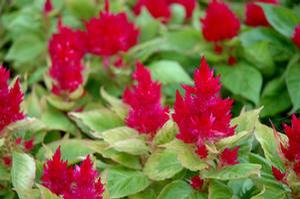 Celosia Ice Cream Cherry Celosia Ice Cream Cherry