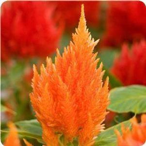 Celosia Ice Cream Orange Celosia Ice Cream Orange