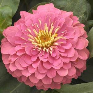 Zinnia elegans 'Magellan Pink' Zinnia elegans 'Magellan Pink'