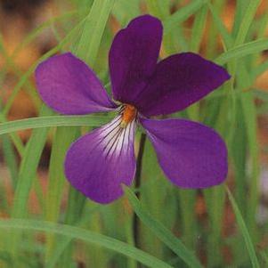 Viola pedata