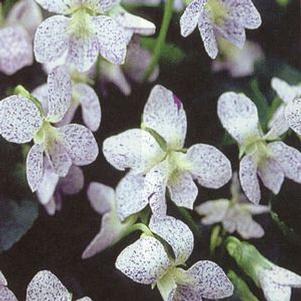 Viola sonaria 'Freckles'