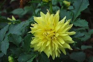 Dahlia 'XXL Durango' Dahlia 'XXL Durango'