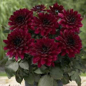 Dahlia 'XXL Taxco' Dahlia 'XXL Taxco'