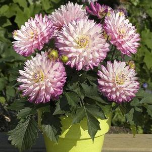 Dahlia 'XXL Veracruz' Dahlia 'XXL Veracruz'