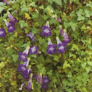 Asarina  'Joan Lorraine'
